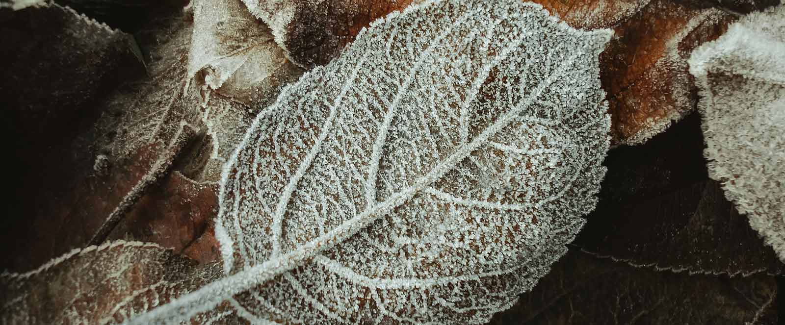 The 6-Second Trick For Laser Hair Removal Raleigh Nc