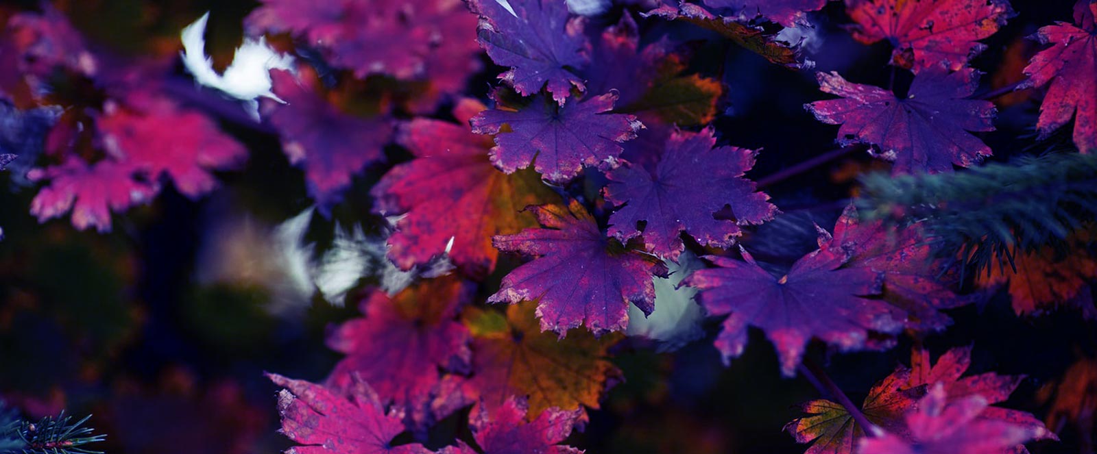 The Laser Hair Removal Raleigh Nc PDFs